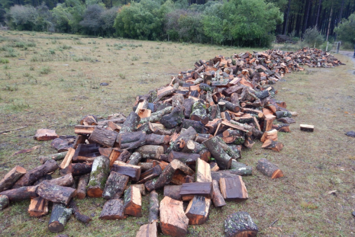 Tala ilegal de bosque nativo Tala ilegal de bosque nativo