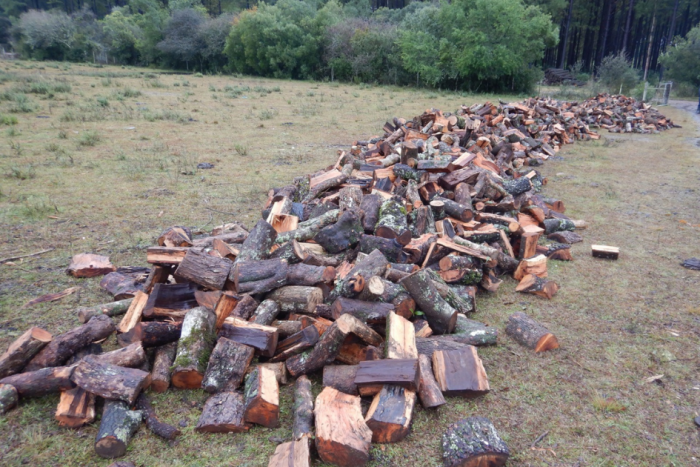 Tala ilegal de bosque nativo