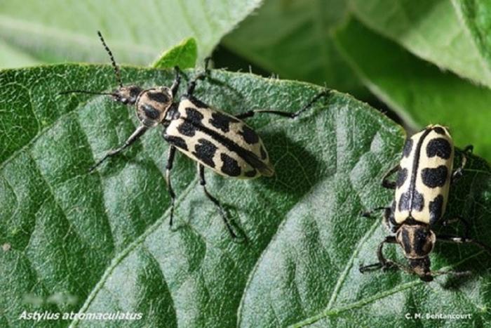 Insecto "Siete de oro"