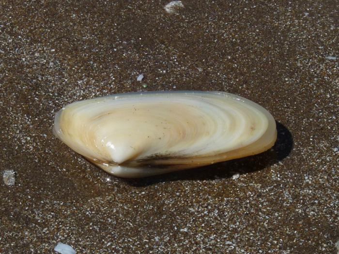almeja amarilla