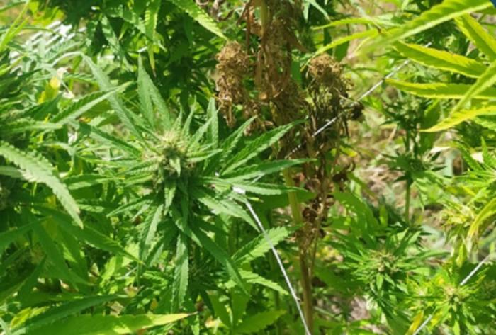 Charla sobre convocatoria a Plan piloto para la producción de flores de cáñamo no psicoactivo "
