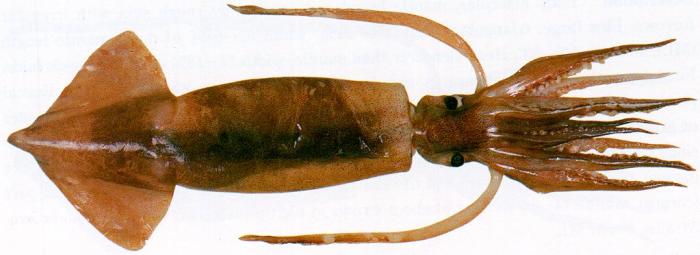 Calamar Calamar