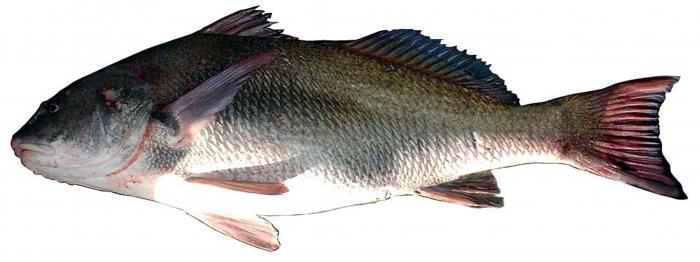 corvina negra corvina negra