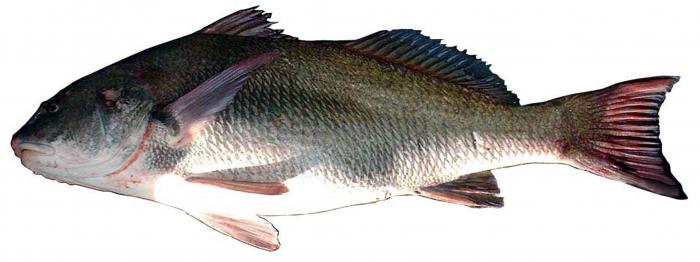 corvina negra