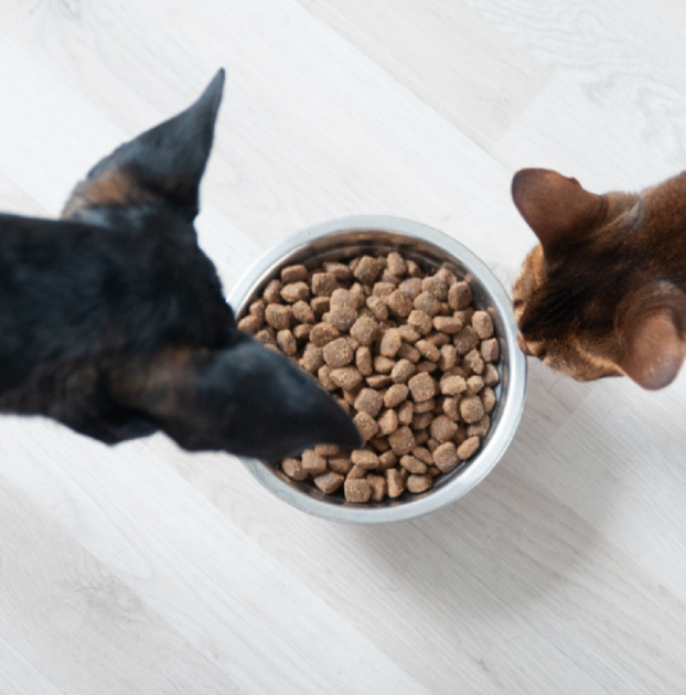 Gato y perro Animales