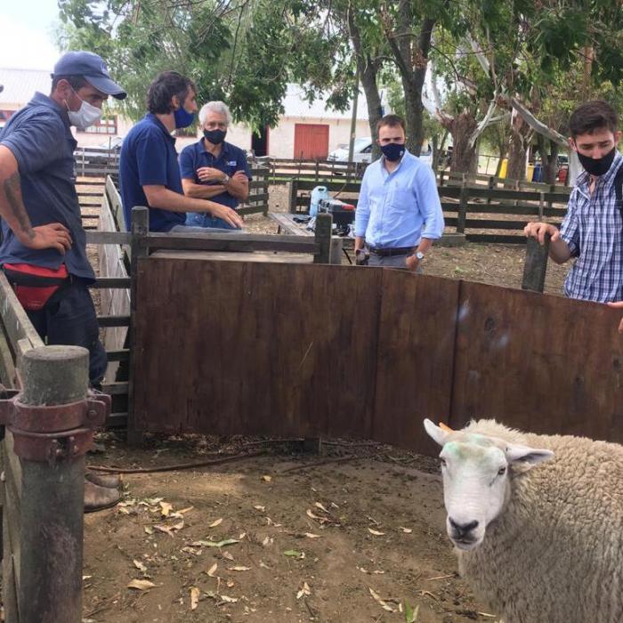Rydstrom visita proyecto de tecnología para ovinos 