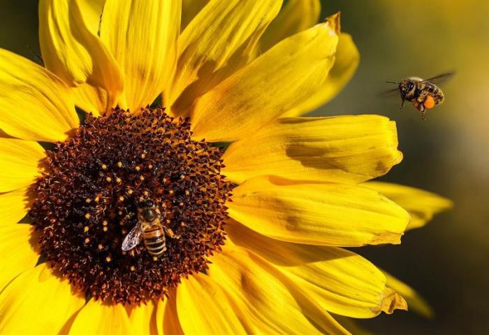 abeja polinizando