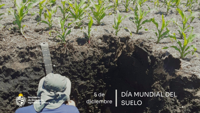Día mundial del suelo