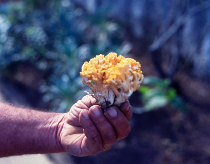 Fig .5 -Ramaria