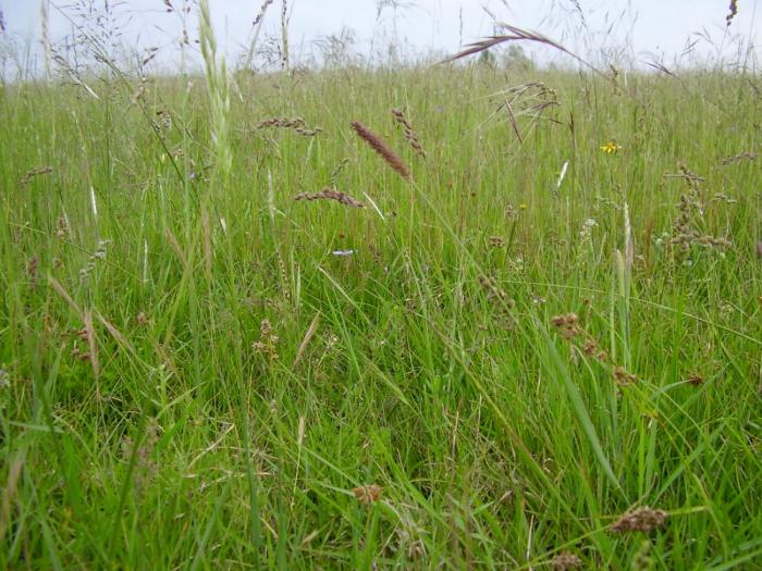Campo Natural