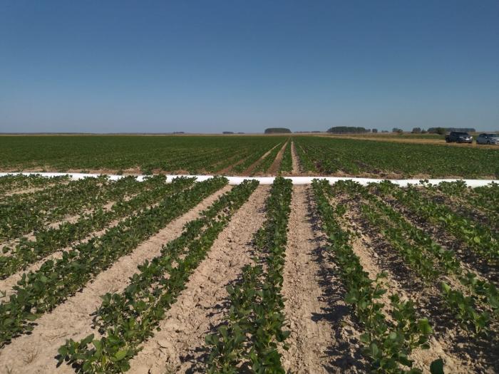 Campo cultivado Campo cultivado