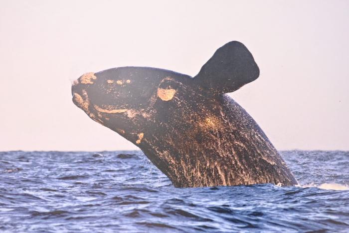 Ballena Ballena
