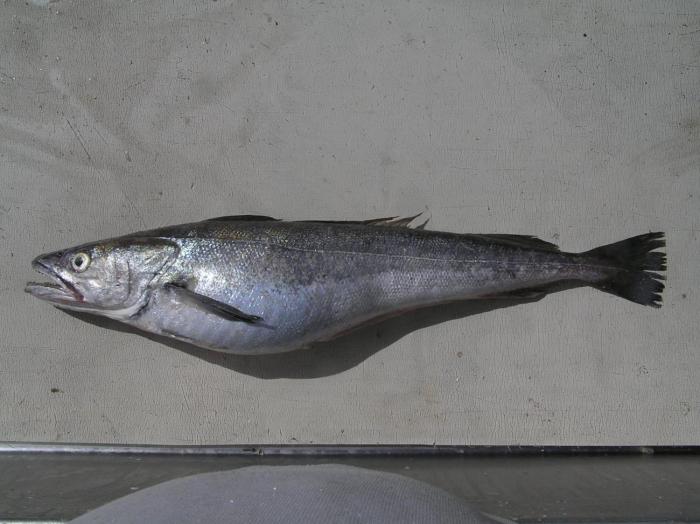 Merluza | Ministerio de Ganadería, Agricultura y Pesca