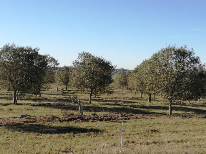 olivos '.'