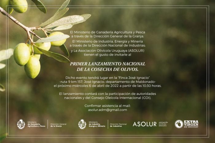 Zafra del Olivo Zafra del Olivo