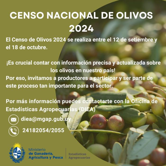 olivos