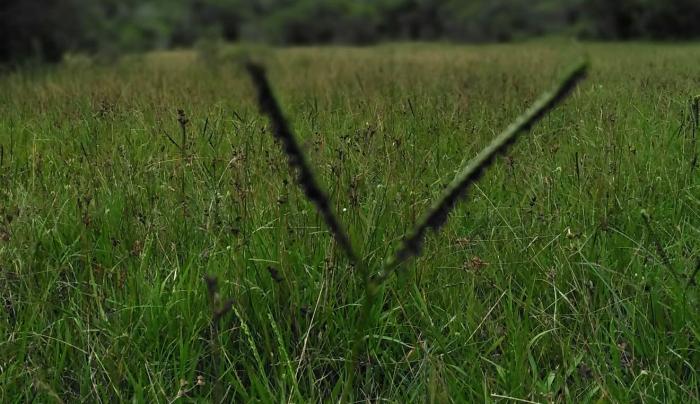 Paspalum Paspalum