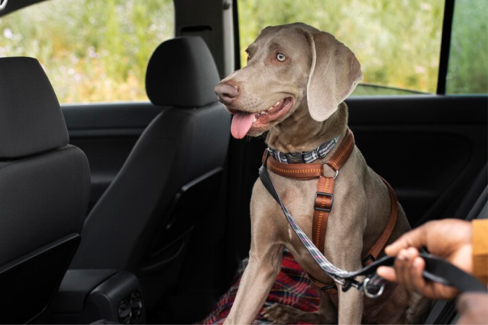 Perro en auto (fuente: Freepik) Perro en auto