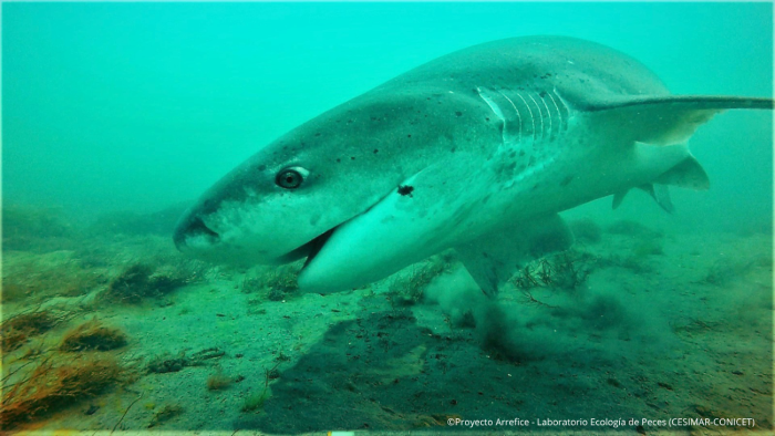 Pintarroja Pintarroja