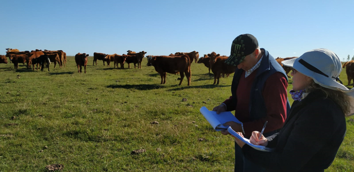 Productor Miguel Arias y Técnica Ing. Agr. Carolina Gari, en la primera visita. Productor y técnica en el campo, vacas y pasto de fondo