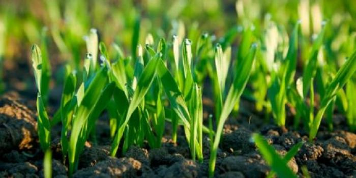 Seguros agropecuarios Seguros agropecuarios