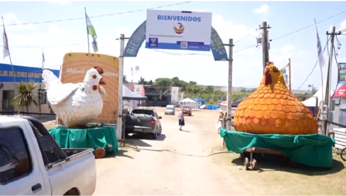 Feria del pollo y la gallina