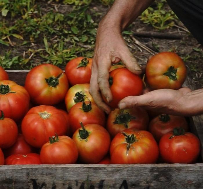 tomates