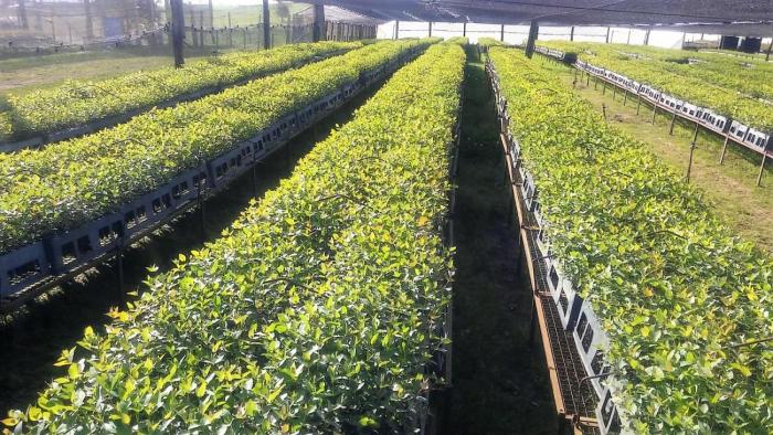 Vivero Forestal vivero forestal