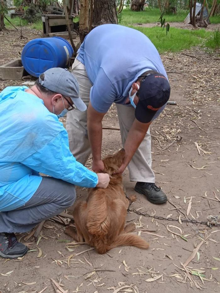 Bienestar animal Tenencia Responsable