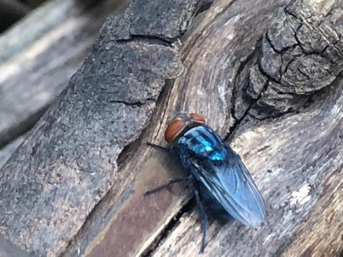 Erradicar la Bichera en Uruguay