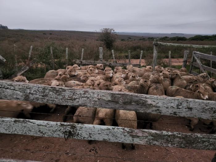 ovejas recibidas por productores de Rivera