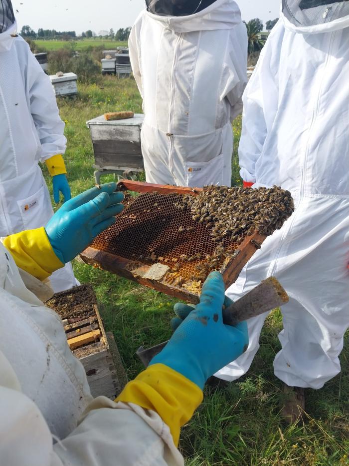 apicultores trabajando api-orgánicos