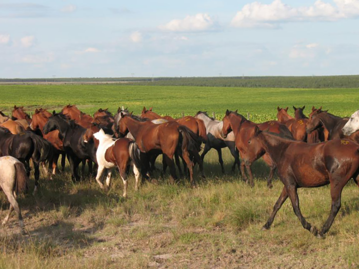 Equinos