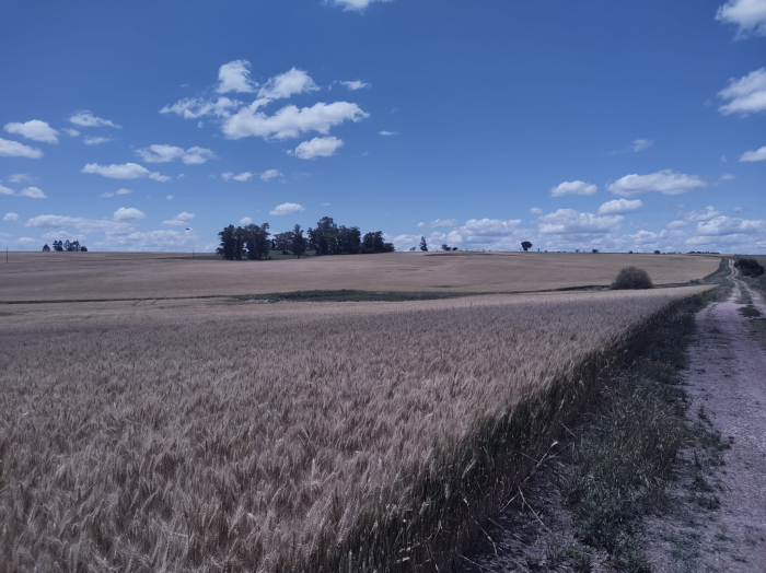 caminos de trigo '.'