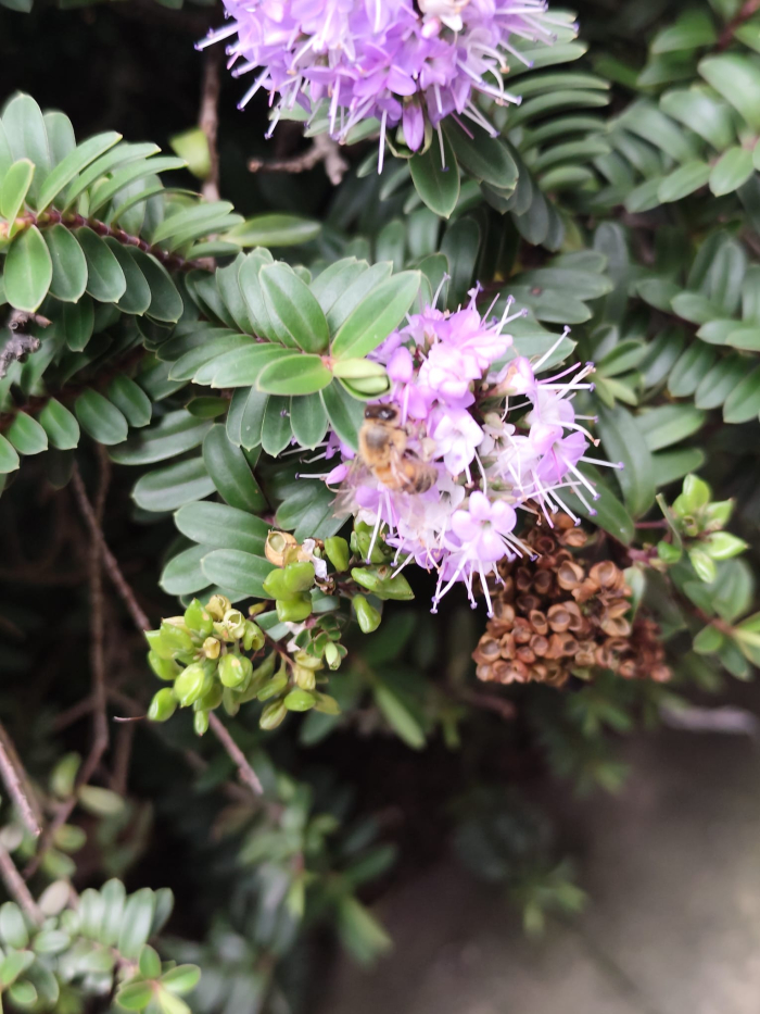bee