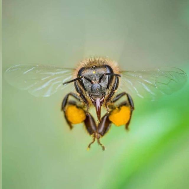 abeja jornada nuevo berlín abeja afiche berlin