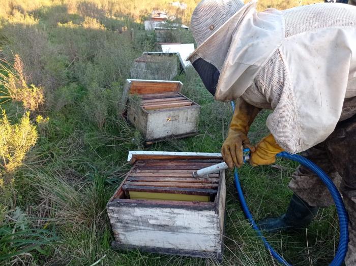 alimenta_bee alimenta fcoll