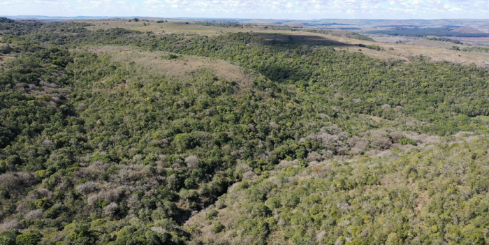 bosque nativo