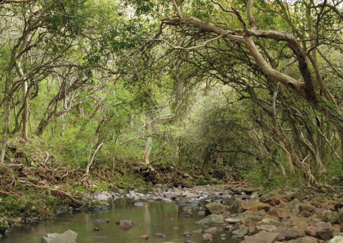 Bosque nativo