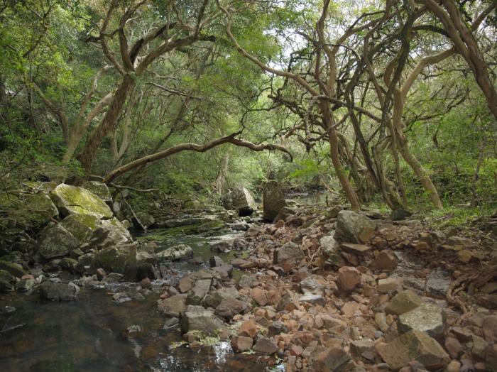 bosque nativo