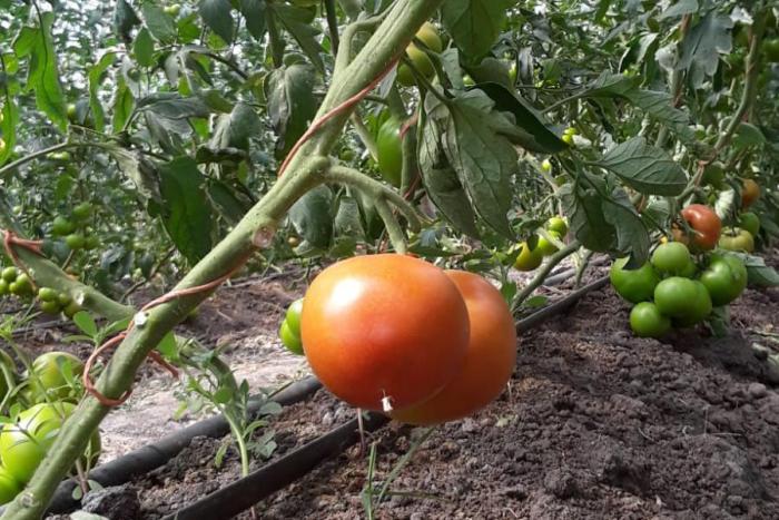 planta de tomates con un tomate maduro planta de tomates