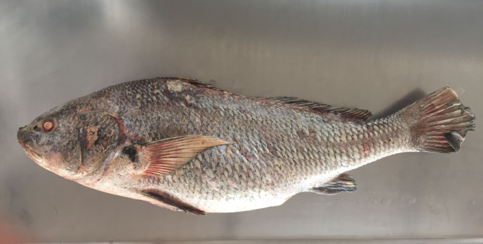 Corvina negra