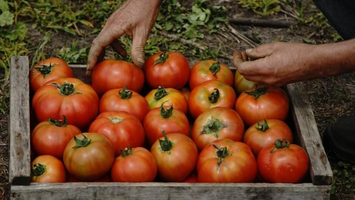 tomates 