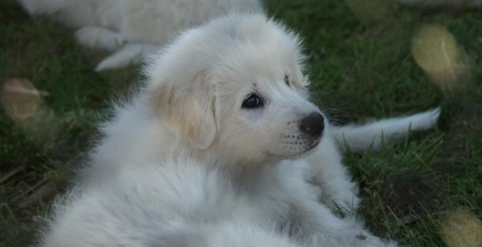 perro maremma