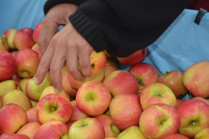 Hacia un Plan Nacional de Agroecología imagen de manzanas
