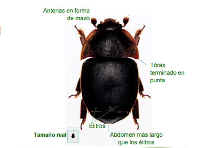 Pequeño escarabajo de la colmena