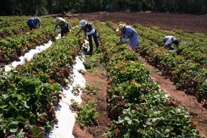 agricultura familiar agricultura familiar