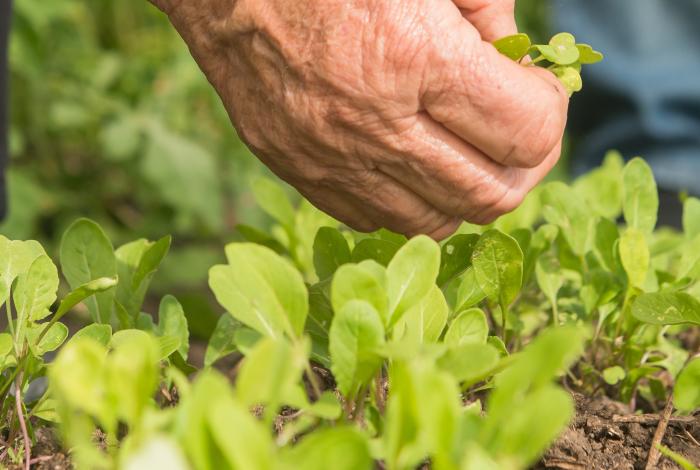 imagen de plantines de lechuga