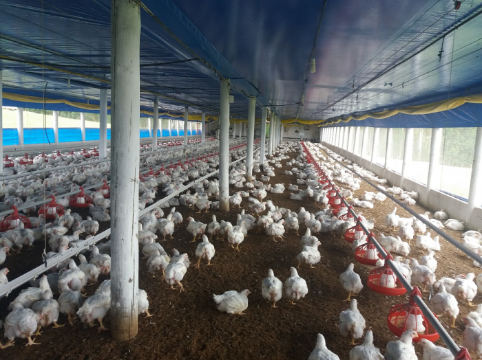 Gallinas Gallinas