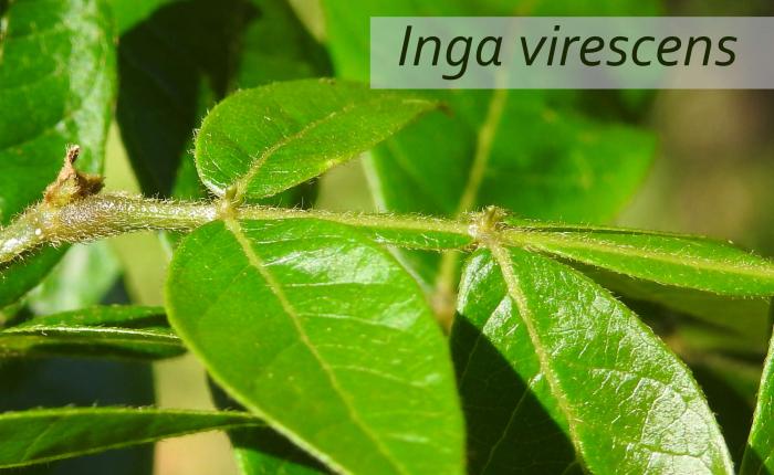 Hoja Inga virescens